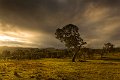 evening light